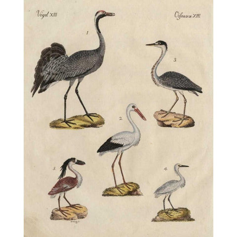Heron Classification I Black Modern Wood Framed Art Print by Strack, Friedrich