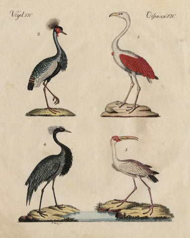 Heron Classification II Black Ornate Wood Framed Art Print with Double Matting by Strack, Friedrich