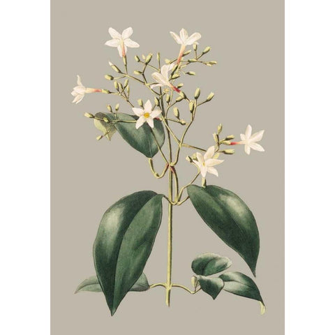 Botanical Cabinet I White Modern Wood Framed Art Print by Cooke, E.W.