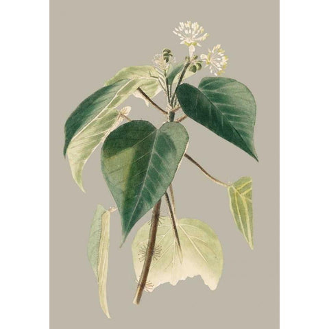 Botanical Cabinet II Gold Ornate Wood Framed Art Print with Double Matting by Cooke, E.W.