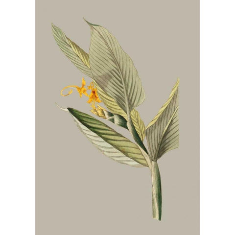 Botanical Cabinet III Black Modern Wood Framed Art Print with Double Matting by Cooke, E.W.