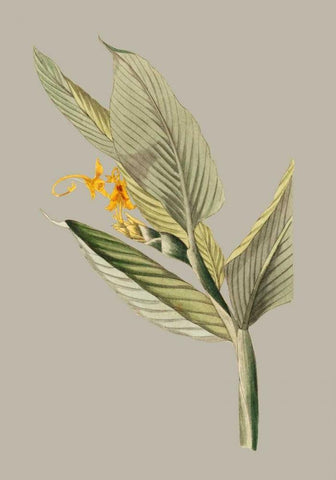 Botanical Cabinet III White Modern Wood Framed Art Print with Double Matting by Cooke, E.W.