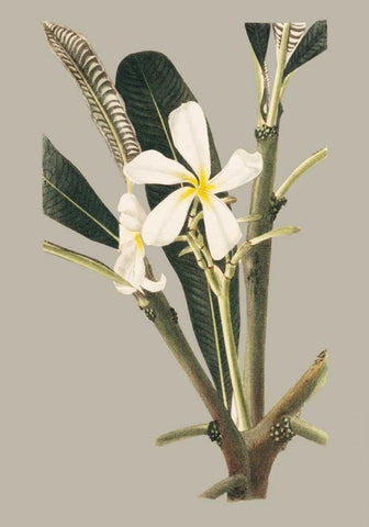 Botanical Cabinet IV Black Ornate Wood Framed Art Print with Double Matting by Cooke, E.W.