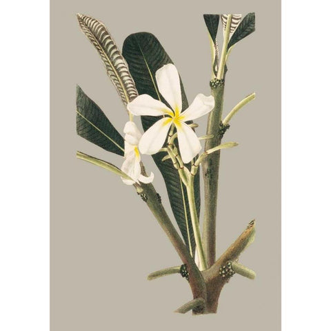 Botanical Cabinet IV Black Modern Wood Framed Art Print by Cooke, E.W.