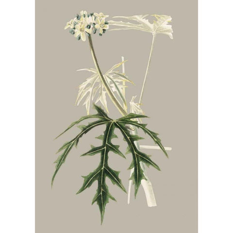 Botanical Cabinet V Gold Ornate Wood Framed Art Print with Double Matting by Cooke, E.W.