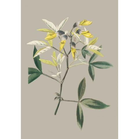 Botanical Cabinet VI Black Modern Wood Framed Art Print by Cooke, E.W.