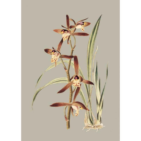 Botanical Cabinet VII Black Modern Wood Framed Art Print with Double Matting by Cooke, E.W.