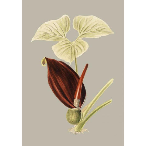 Botanical Cabinet VIII Gold Ornate Wood Framed Art Print with Double Matting by Cooke, E.W.