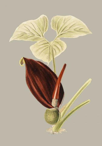 Botanical Cabinet VIII Black Ornate Wood Framed Art Print with Double Matting by Cooke, E.W.