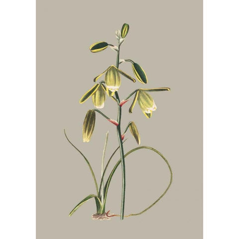 Botanical Cabinet IX Black Modern Wood Framed Art Print with Double Matting by Cooke, E.W.