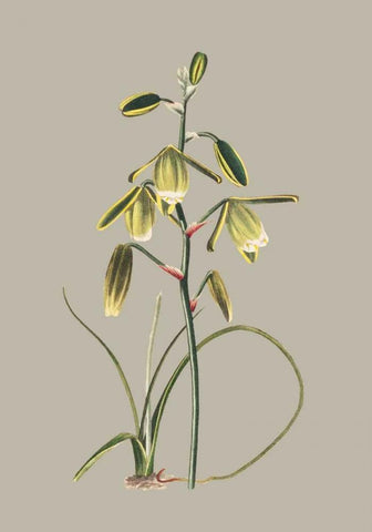 Botanical Cabinet IX White Modern Wood Framed Art Print with Double Matting by Cooke, E.W.