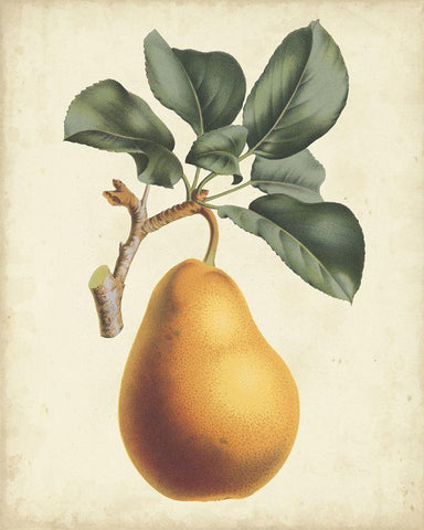 Antique Pear Botanical I Black Ornate Wood Framed Art Print with Double Matting by Van Houtteano, Horto