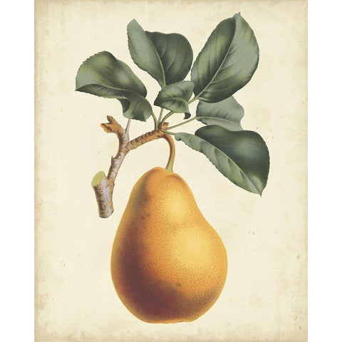 Antique Pear Botanical I Gold Ornate Wood Framed Art Print with Double Matting by Van Houtteano, Horto