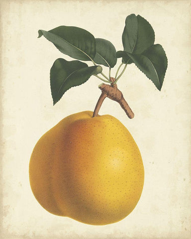 Antique Pear Botanical II Black Ornate Wood Framed Art Print with Double Matting by Van Houtteano, Horto