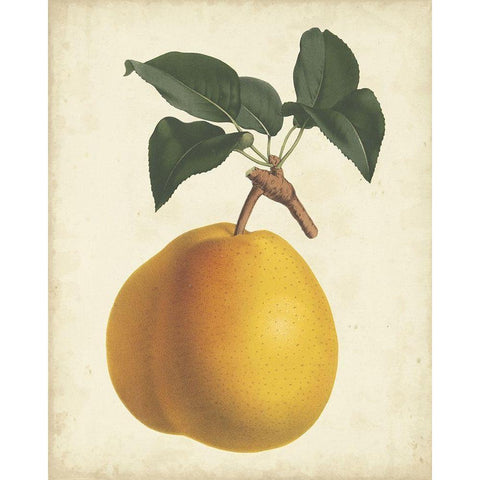 Antique Pear Botanical II Gold Ornate Wood Framed Art Print with Double Matting by Van Houtteano, Horto
