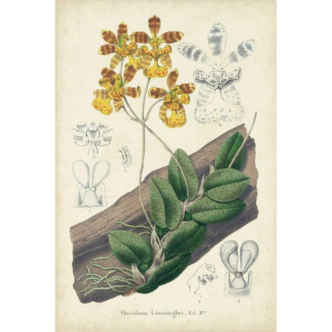Orchid Delight I White Modern Wood Framed Art Print by Severeyns, George
