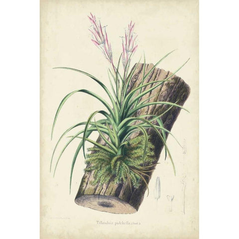 Orchid Delight II Gold Ornate Wood Framed Art Print with Double Matting by Severeyns, George