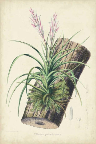 Orchid Delight II Black Ornate Wood Framed Art Print with Double Matting by Severeyns, George