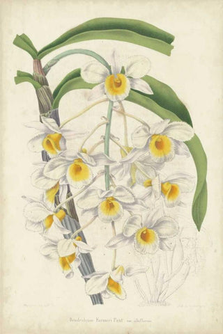 Orchid Delight III Black Ornate Wood Framed Art Print with Double Matting by Severeyns, George