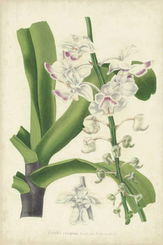 Orchid Delight IV Black Ornate Wood Framed Art Print with Double Matting by Severeyns, George