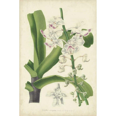Orchid Delight IV Black Modern Wood Framed Art Print with Double Matting by Severeyns, George