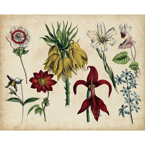 Antique Botanical Chart III Black Modern Wood Framed Art Print by Unknown