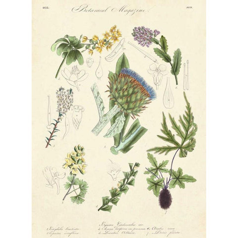 Botanical Register I Black Modern Wood Framed Art Print with Double Matting by Unknown