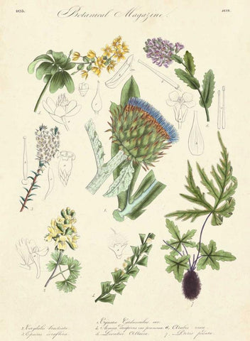 Botanical Register I White Modern Wood Framed Art Print with Double Matting by Unknown