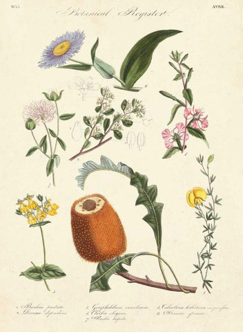 Botanical Register II White Modern Wood Framed Art Print with Double Matting by Unknown