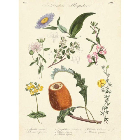Botanical Register II Black Modern Wood Framed Art Print with Double Matting by Unknown