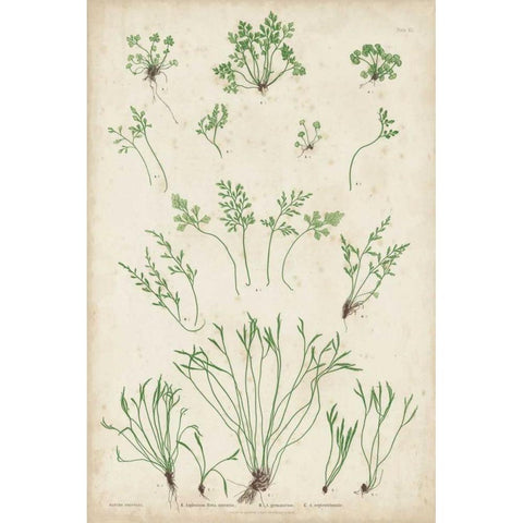 Bradbury Ferns I Black Modern Wood Framed Art Print with Double Matting by Bradbury