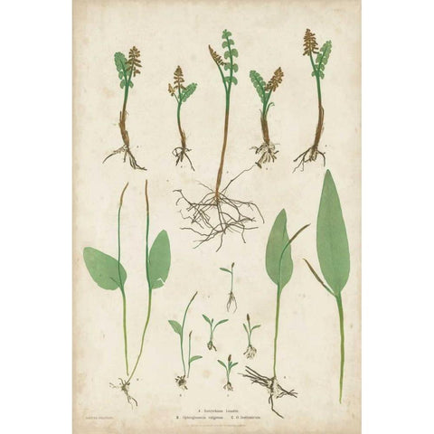 Bradbury Ferns II Black Modern Wood Framed Art Print by Bradbury