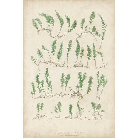 Bradbury Ferns III White Modern Wood Framed Art Print by Bradbury