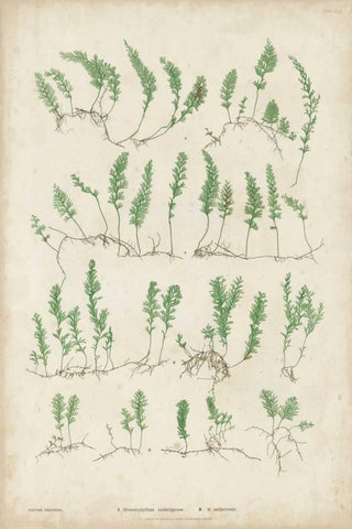 Bradbury Ferns III White Modern Wood Framed Art Print with Double Matting by Bradbury