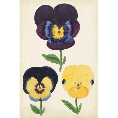 Antique Pansies I White Modern Wood Framed Art Print by Unknown