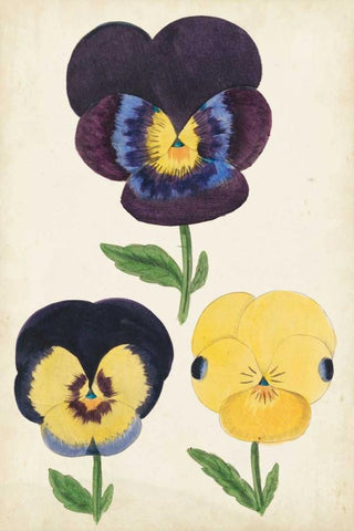 Antique Pansies I White Modern Wood Framed Art Print with Double Matting by Unknown