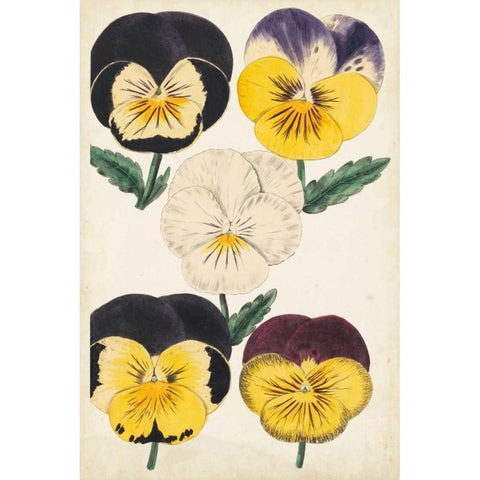 Antique Pansies II Gold Ornate Wood Framed Art Print with Double Matting by Unknown