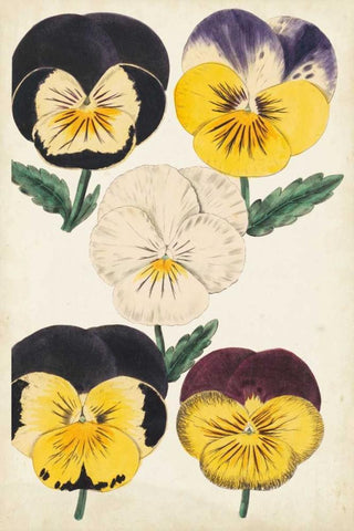 Antique Pansies II White Modern Wood Framed Art Print with Double Matting by Unknown