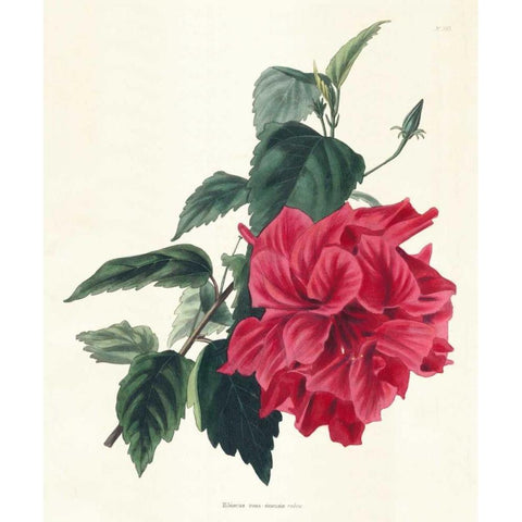 Rose Hibiscus I White Modern Wood Framed Art Print by Unknown