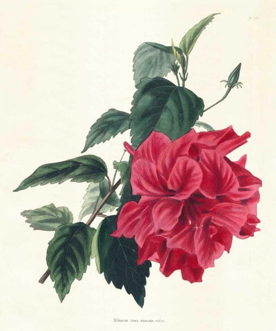 Rose Hibiscus I Black Ornate Wood Framed Art Print with Double Matting by Unknown