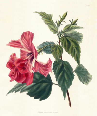 Rose Hibiscus II White Modern Wood Framed Art Print with Double Matting by Unknown