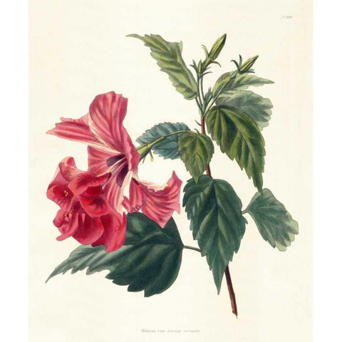 Rose Hibiscus II White Modern Wood Framed Art Print by Unknown