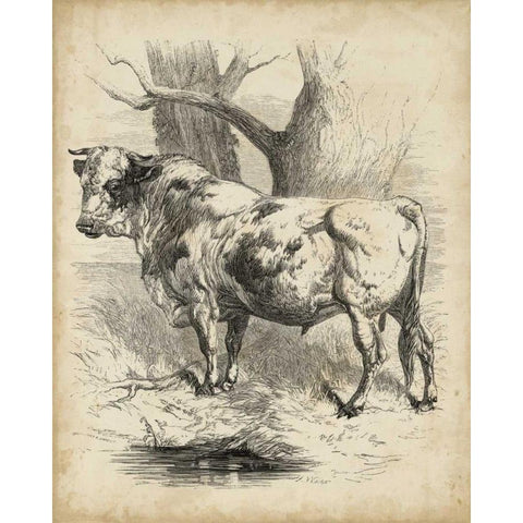 Pastoral Sketch II White Modern Wood Framed Art Print by Unknown
