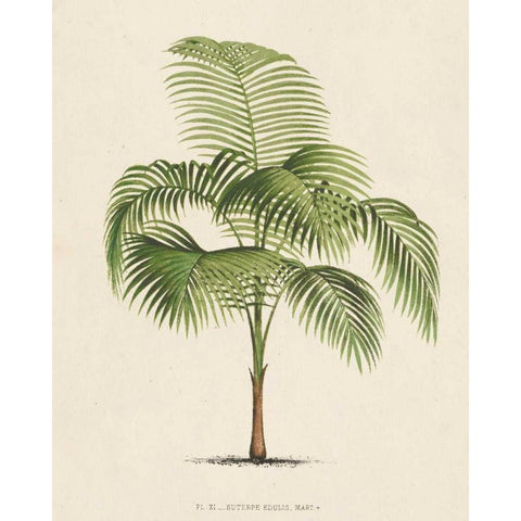 Les Palmiers I Black Modern Wood Framed Art Print with Double Matting by Unknown