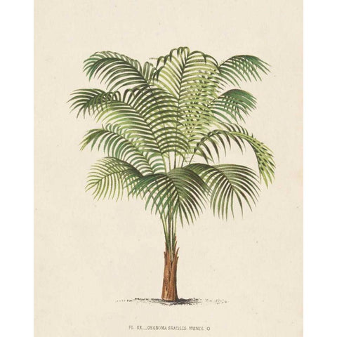 Les Palmiers II White Modern Wood Framed Art Print by Unknown