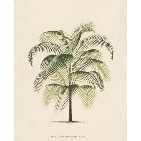 Les Palmiers III Black Modern Wood Framed Art Print by Unknown