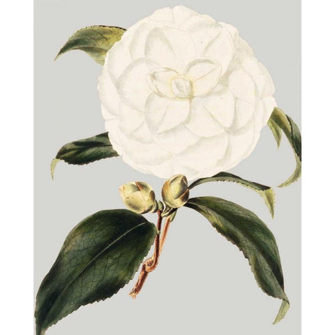 Camellia Japonica I Black Modern Wood Framed Art Print with Double Matting by Vision Studio