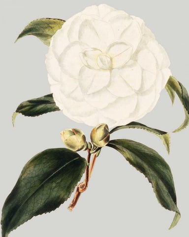 Camellia Japonica I White Modern Wood Framed Art Print with Double Matting by Vision Studio