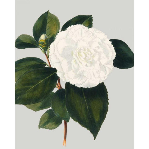 Camellia Japonica II Black Modern Wood Framed Art Print with Double Matting by Vision Studio