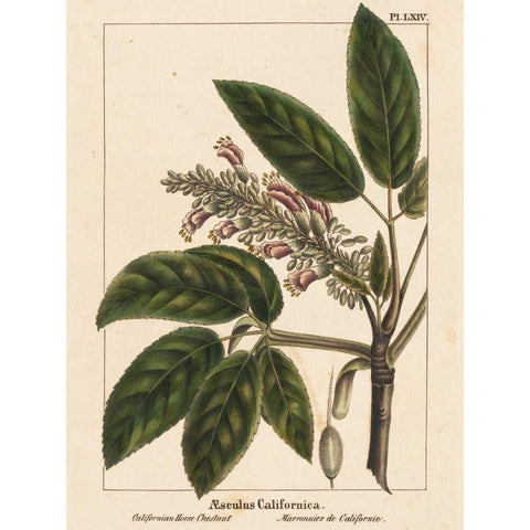 California Horse Chestnut Gold Ornate Wood Framed Art Print with Double Matting by Silva, John